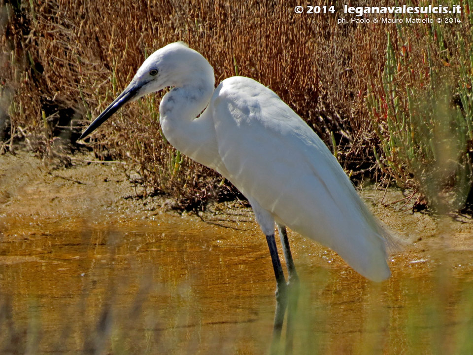 LNI Sulcis - Agosto 2014,garzetta (Egretta garzetta)
