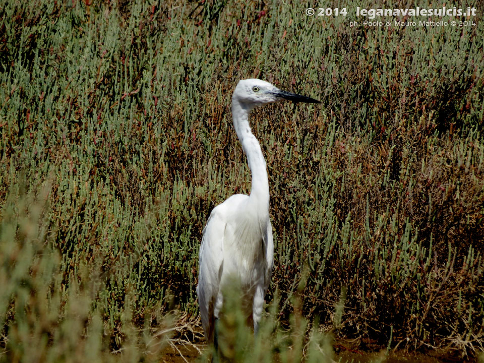 LNI Sulcis - Agosto 2014,garzetta (Garzetta egretta) e salicornia
