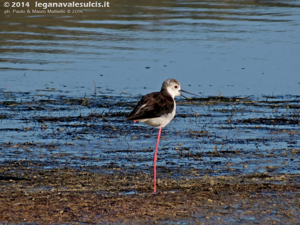 LNI Sulcis - Agosto 2014,stagno di maestrale, Porto Pino, cavaliere d'italia (Himantopus himantopus) 
