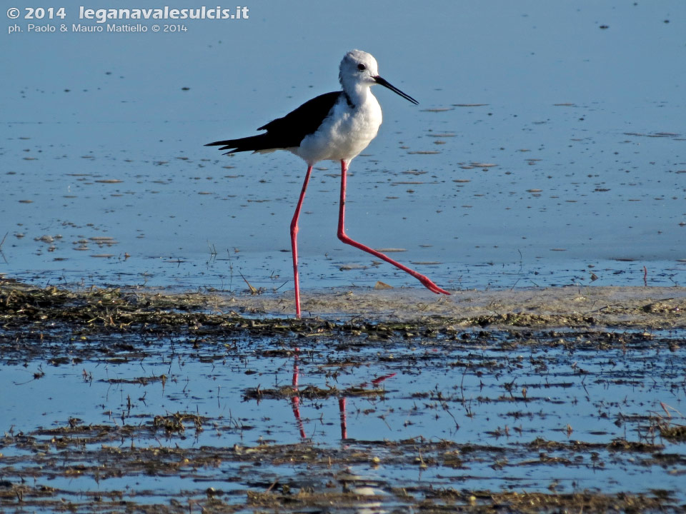 LNI Sulcis - Agosto 2014,stagno di maestrale, Porto Pino, cavaliere d'italia (Himantopus himantopus) 
