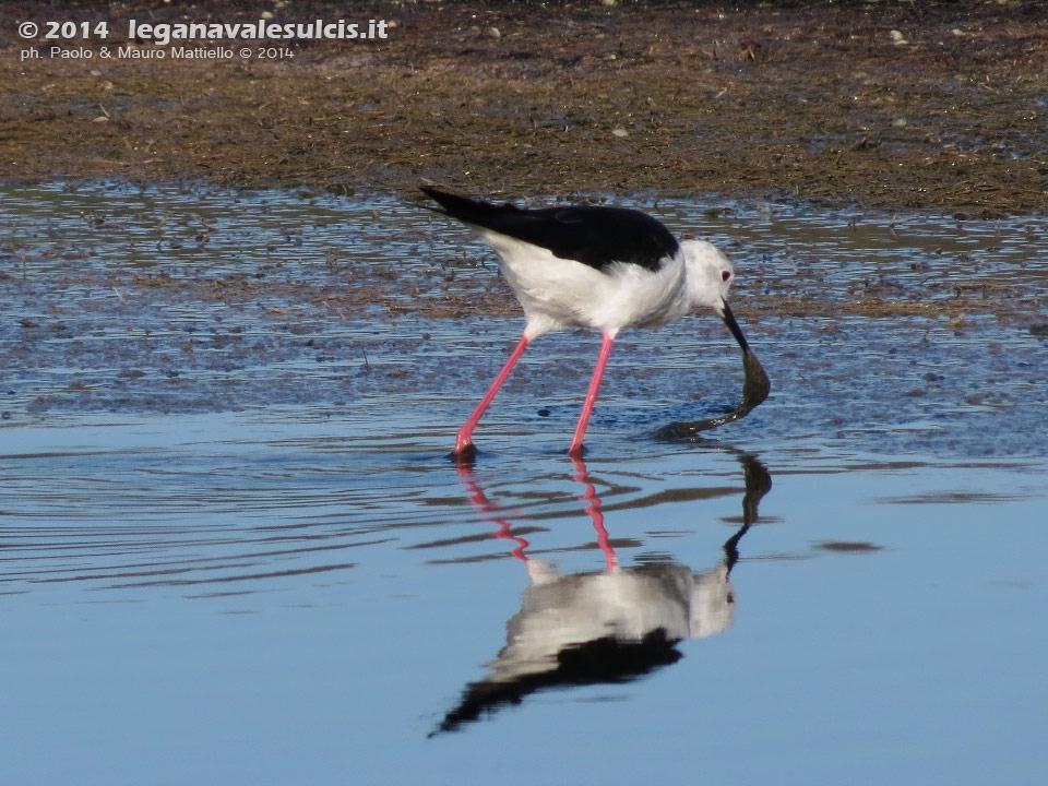 LNI Sulcis - Agosto 2014,stagno di maestrale, Porto Pino, cavaliere d'italia (Himantopus himantopus) 
