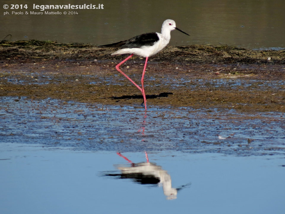 LNI Sulcis - Agosto 2014,stagno di maestrale, Porto Pino, cavaliere d'italia (Himantopus himantopus) 
