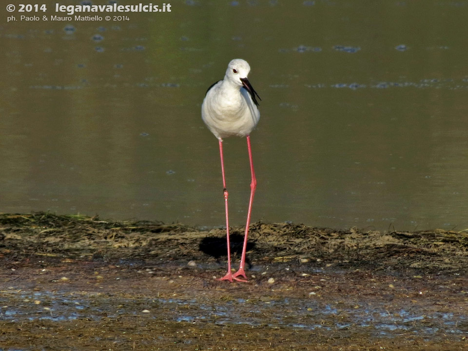 LNI Sulcis - Agosto 2014,stagno di maestrale, Porto Pino, cavaliere d'italia (Himantopus himantopus) 
