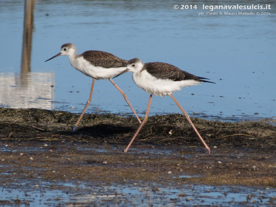 LNI Sulcis - Agosto 2014,stagno di maestrale, Porto Pino, cavalieri d'italia (Himantopus himantopus) 
