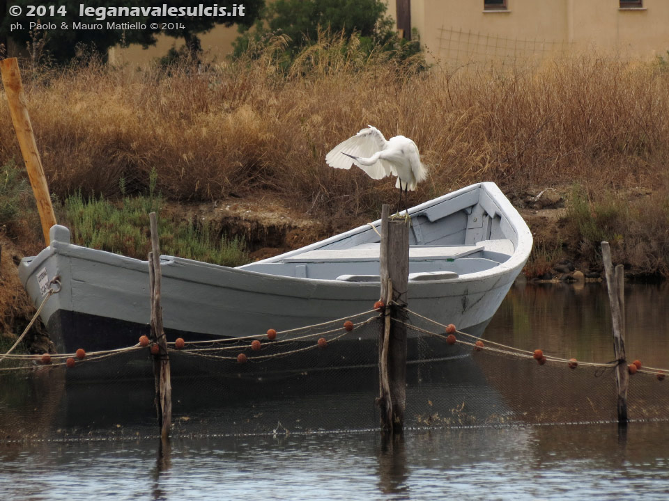 LNI Sulcis - Agosto 2014,peschiera di Porto Pino, garzetta (Egretta garzetta)
