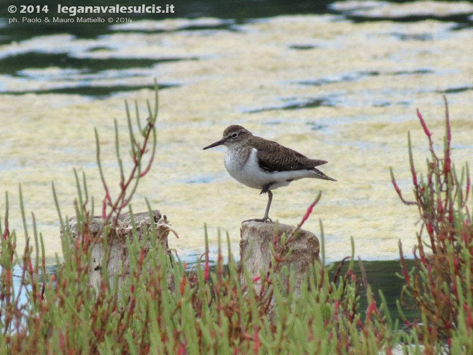 LNI Sulcis - Agosto 2014,peschiera di Porto Pino, piro piro piccolo
