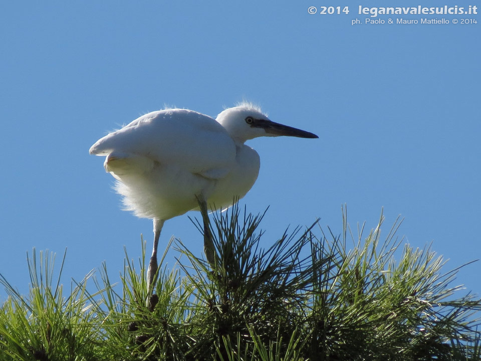 LNI Sulcis - Agosto 2014,garzetta (Egretta garzetta)
