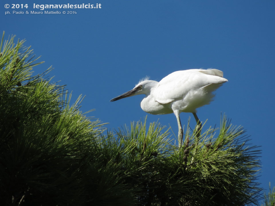 LNI Sulcis - Agosto 2014,garzetta (Egretta garzetta)
