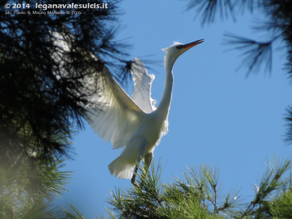 LNI Sulcis - Agosto 2014,garzetta (Egretta garzetta)
