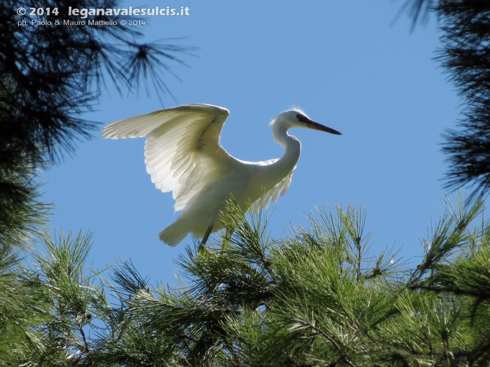 LNI Sulcis - Agosto 2014,garzetta (Egretta garzetta)
