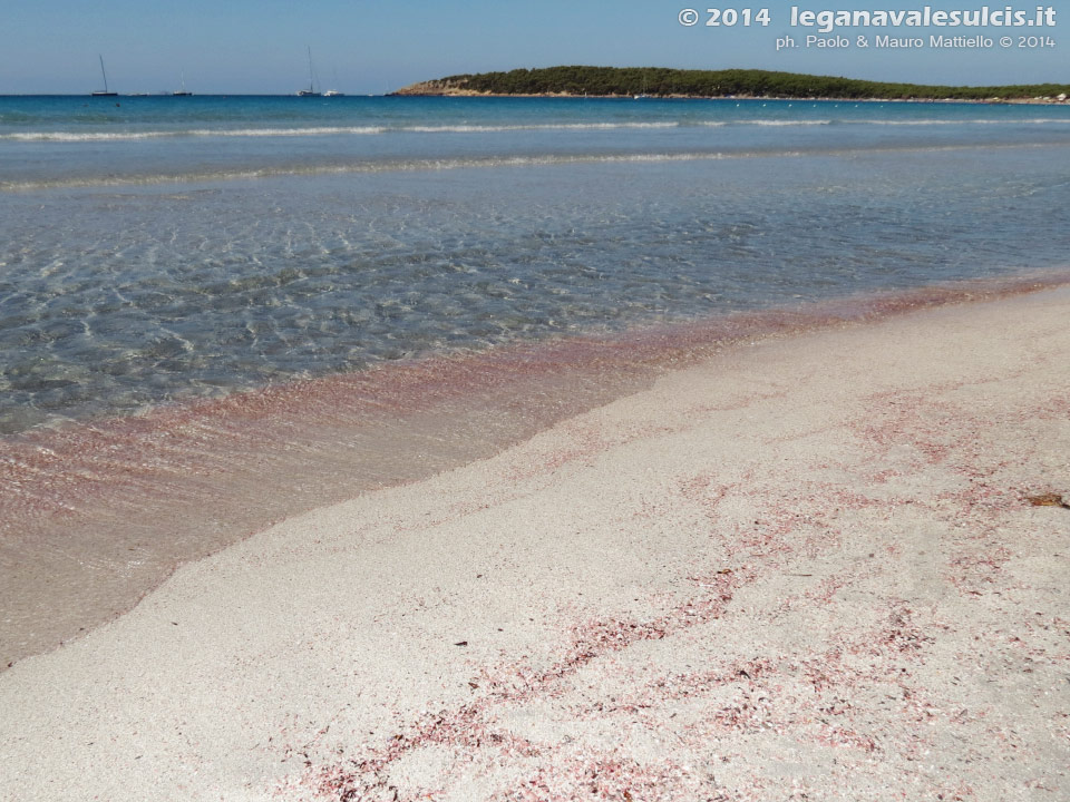 LNI Sulcis - Agosto 2014,Porto Pino, seconda spiaggia
