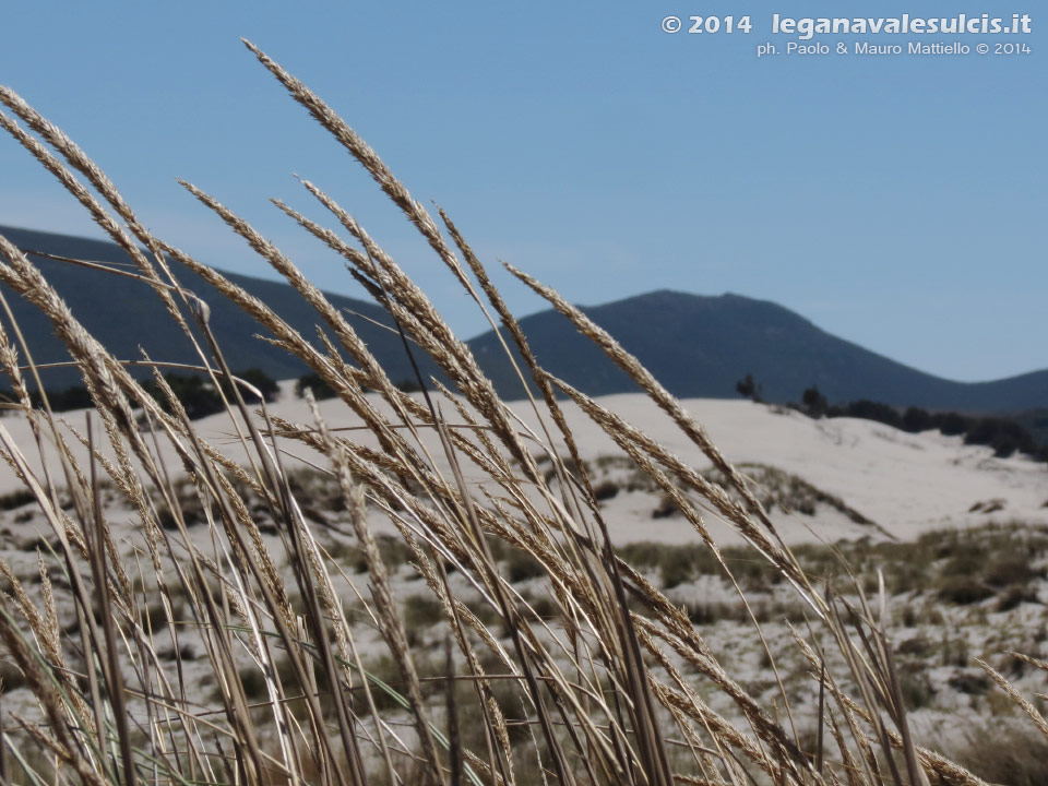 LNI Sulcis - Agosto 2014,Porto Pino, seconda spiaggia                
