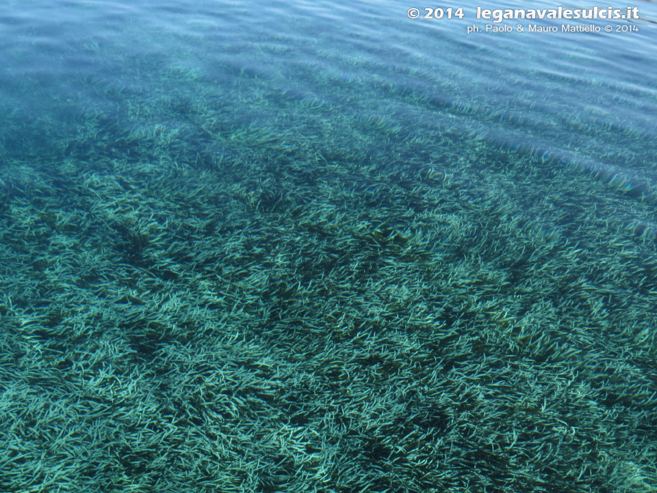 LNI Sulcis - Agosto 2014,Cala Su Turcu, posidonia
