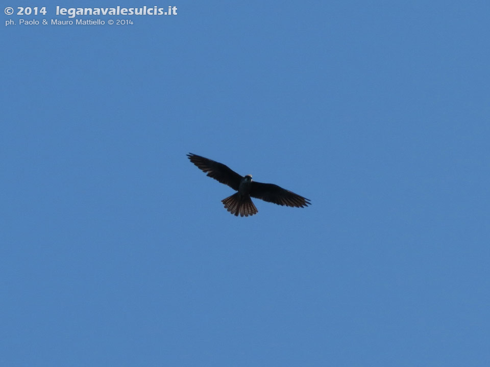 LNI Sulcis - Agosto 2014,Isola La Vacca (S.Antioco), Falco della Regina (Falco eleonorae)
