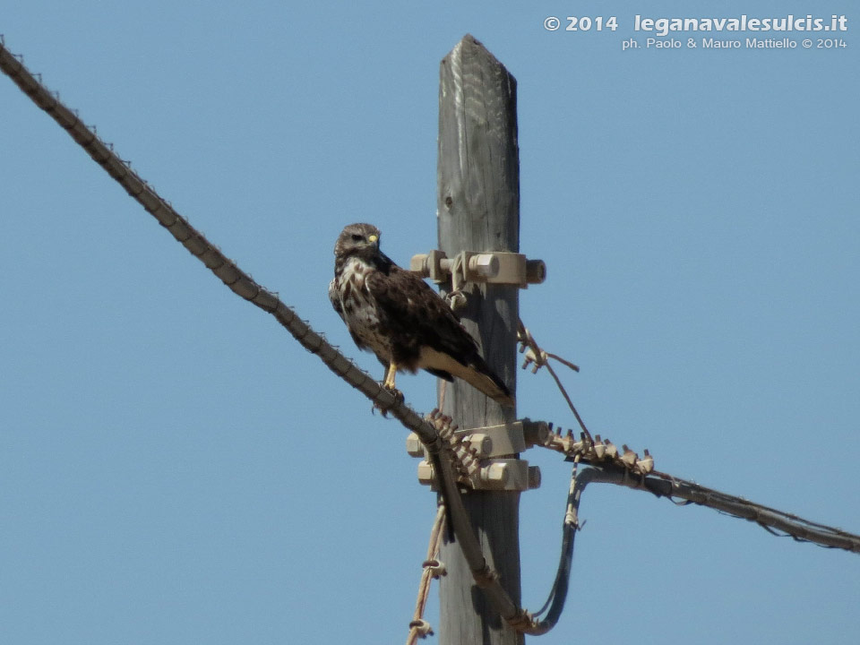 LNI Sulcis - Agosto 2014,Porto Pino, poiana
