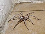 LNI Sulcis - Luglio 2014,Porto Pino, tarantola (Lycosa tarantula)
