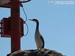 LNI Sulcis - Luglio 2014,cormorano sulla diga foranea di Porto Pino
