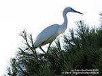 LNI Sulcis - Agosto 2014,Porto Pino, garzetta (Egretta garzetta)
