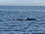 LNI Sulcis - Agosto 2014,delfini tra Porto Pino e punta di Cala Piombo
