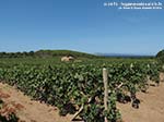 LNI Sulcis - Agosto 2014,vigneti di Cala Su Turcu
