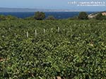 LNI Sulcis - Agosto 2014,vigneti di Cala Su Turcu
