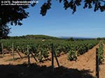 LNI Sulcis - Agosto 2014,vigneti di Cala Su Turcu
