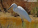 LNI Sulcis - Agosto 2014,garzetta (Egretta garzetta)
