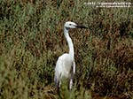 LNI Sulcis - Agosto 2014,garzetta (Garzetta egretta) e salicornia
