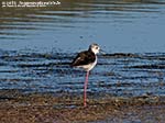 LNI Sulcis - Agosto 2014,stagno di maestrale, Porto Pino, cavaliere d'italia (Himantopus himantopus) 
