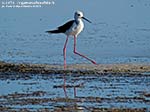 LNI Sulcis - Agosto 2014,stagno di maestrale, Porto Pino, cavaliere d'italia (Himantopus himantopus) 
