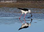 LNI Sulcis - Agosto 2014,stagno di maestrale, Porto Pino, cavaliere d'italia (Himantopus himantopus) 
