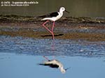 LNI Sulcis - Agosto 2014,stagno di maestrale, Porto Pino, cavaliere d'italia (Himantopus himantopus) 
