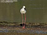 LNI Sulcis - Agosto 2014,stagno di maestrale, Porto Pino, cavaliere d'italia (Himantopus himantopus) 
