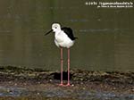 LNI Sulcis - Agosto 2014,stagno di maestrale, Porto Pino, cavaliere d'italia (Himantopus himantopus) 
