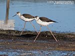 LNI Sulcis - Agosto 2014,stagno di maestrale, Porto Pino, cavalieri d'italia (Himantopus himantopus) 
