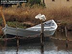 LNI Sulcis - Agosto 2014,peschiera di Porto Pino, garzetta (Egretta garzetta)
