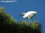 LNI Sulcis - Agosto 2014,garzetta (Egretta garzetta)
