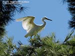 LNI Sulcis - Agosto 2014,garzetta (Egretta garzetta)
