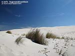 LNI Sulcis - Agosto 2014,Porto Pino, dune Is Arenas Biancas (Teulada)
