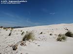 LNI Sulcis - Agosto 2014,Porto Pino, dune Is Arenas Biancas (Teulada)
