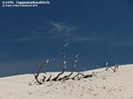 LNI Sulcis - Agosto 2014,Porto Pino, dune Is Arenas Biancas (Teulada)
