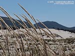 LNI Sulcis - Agosto 2014,Porto Pino, seconda spiaggia                
