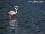 LNI Sulcis - Agosto 2014,Porto Pino, stagno di maestrale, fenicotteri
