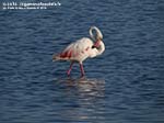 LNI Sulcis - Agosto 2014,Porto Pino, stagno di maestrale, fenicotteri
