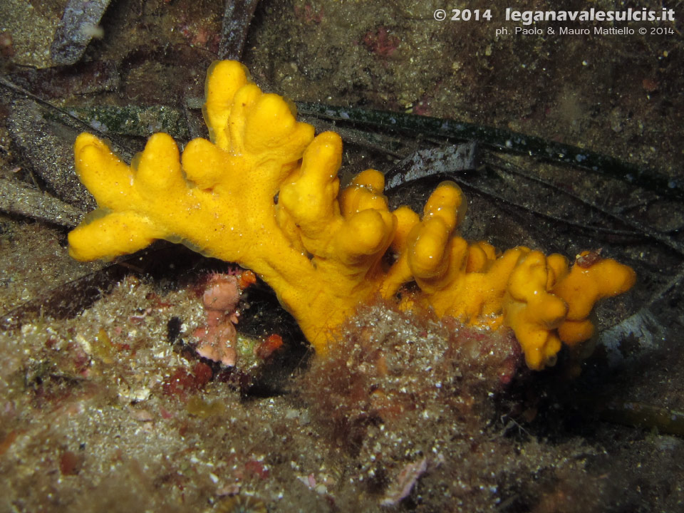 LNI Sulcis - 2014 - Spugna axinella (Axinella verrucosa)