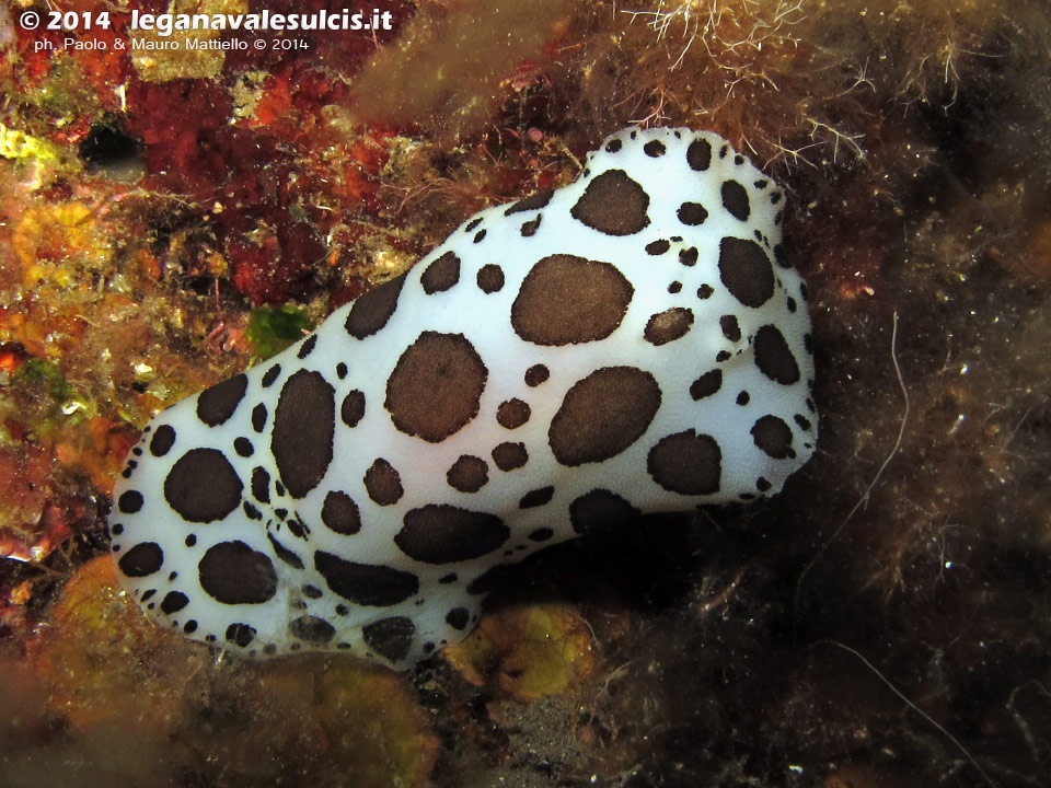 LNI Sulcis - 2014 - Nudibranco Vacchetta di Mare (Discodoris atromaculata)