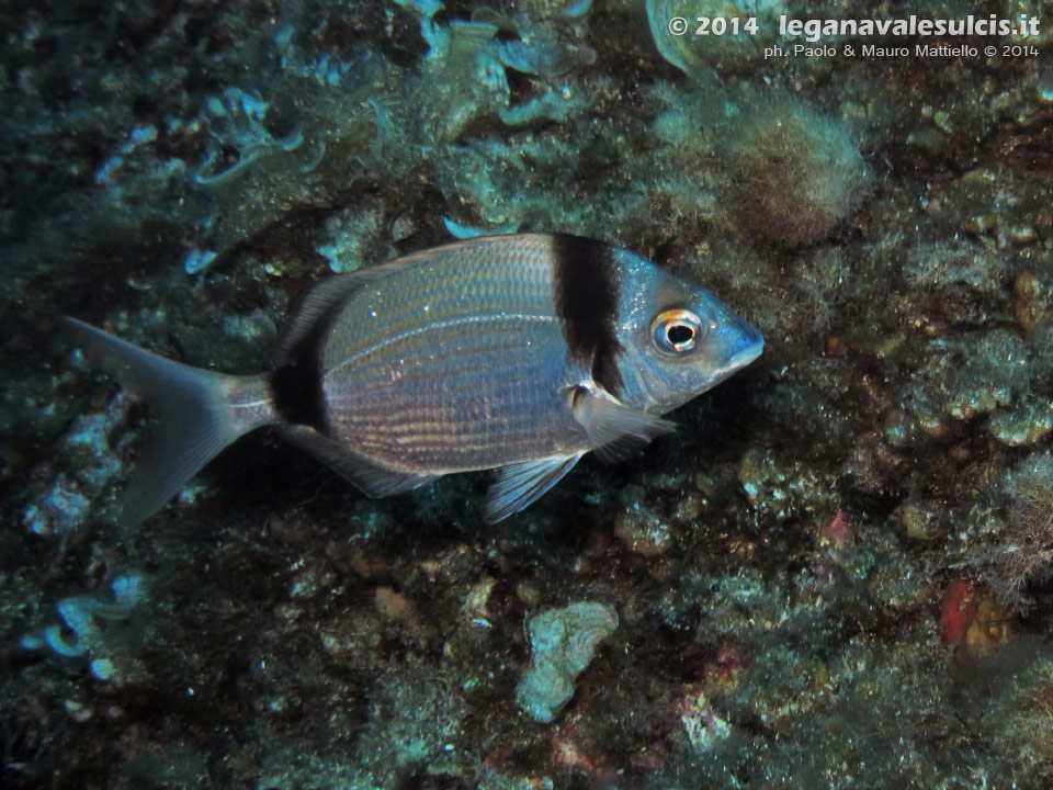 LNI Sulcis - 2014 - Comune sarago fasciato (Diplodus vulgaris)