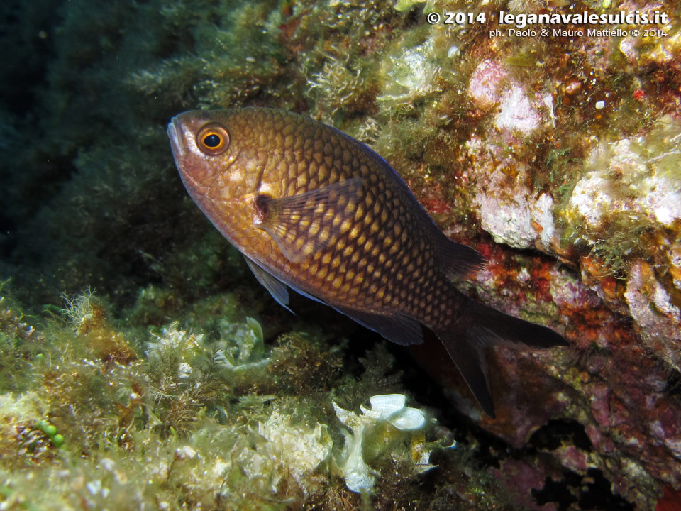 LNI Sulcis - 2014 - Comunissima castagnola, o guarracino (Chromis chromis)