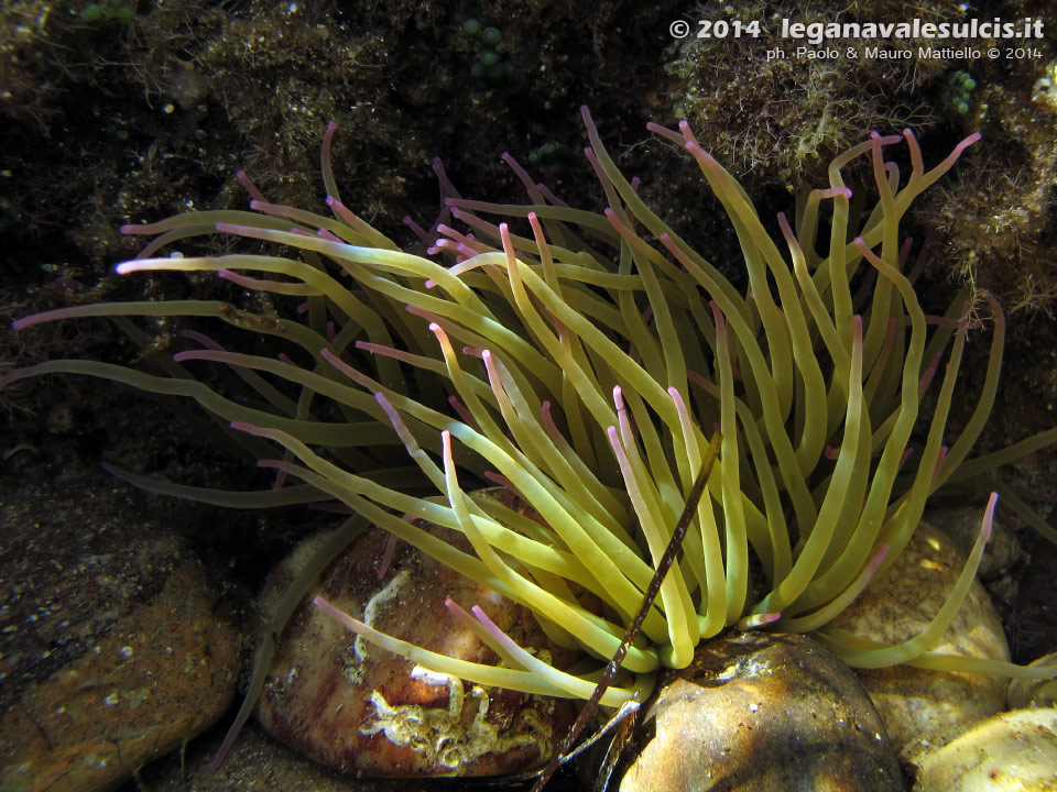 LNI Sulcis - 2014 - Anemone di mare o attinia (Actinia viridis)