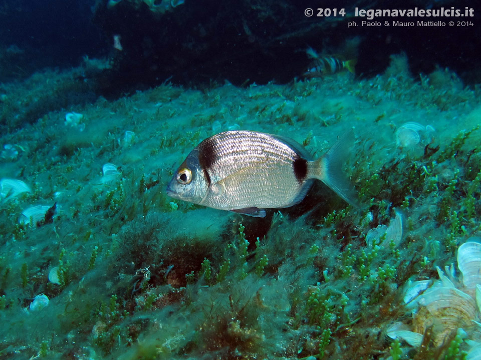 LNI Sulcis - 2014 - Comune sarago fasciato (Diplodus vulgaris)